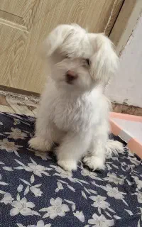 سگ خونگی