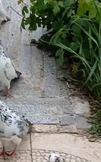 کبوتر گم شده ابی بیگلو