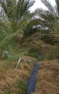 نخل کلیته