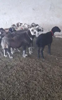 شیشک و میش افشاری درجه یک گله داری