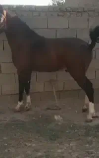 نریان کرد ۳ساله