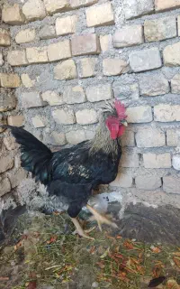 خروس و مرغ