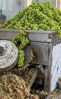 آبغوره‌گیری پرسی حرفه‌ای (با خوشه، بدون تلخی)