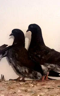 فروش کبوتر  قاره پرشی