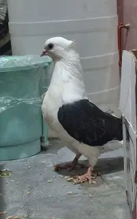 ۱۰ جفت کفتر دم سیاه