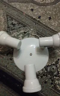 لوسترسه‌شاخه