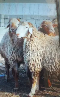 قصاب ذبح گوسفند