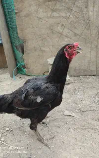 مرغ لاری