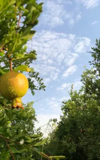 کارگر افغانستانی فارسی زبان آشنا با کشاورزی و باغ
