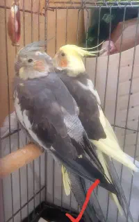 عروس هلندی گمشده