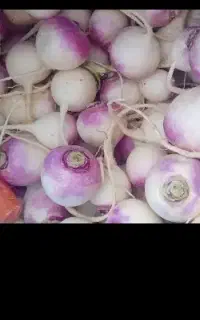 بذر شلغم درجه یک دو رنگ