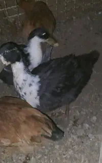 2عدد اردک محلی نرو ماده