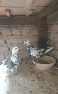 کبوتر یا کفتر نروماده سارسیاه