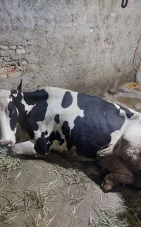 گاو حزفی افتاده دست و پا شکسته و کسل حال