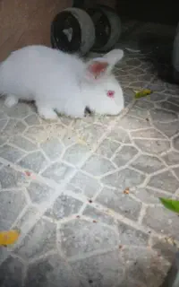 خرگوش ماده
