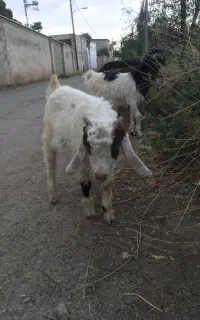 بزغاله پاکستانی شیرمست صحیح سالم
