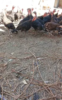 بوقلمون اصل برنز ۴ ماهه