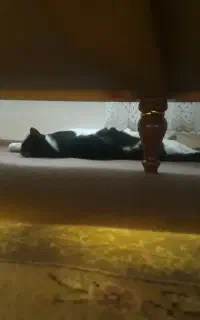 گربه سفید مشکی حامله