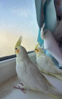 جوجه عروس هلندی