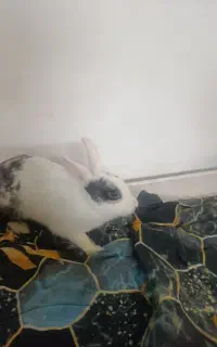 خرگوش