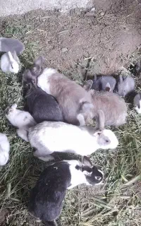 بچه خرگوش