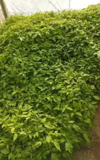 فروش نشا گوجه فرنگی