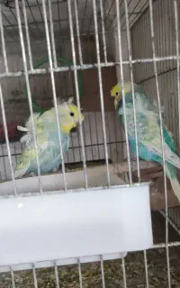 مرغ عشق پروانه ای
