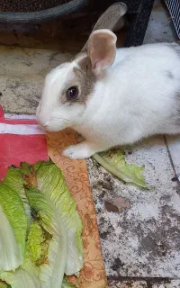 خرگوش