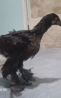 جوجه برهما
