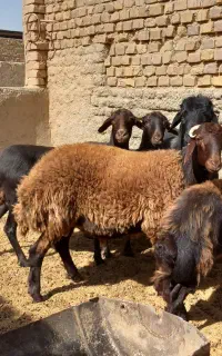بره