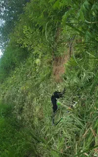 هرس علف تراشی