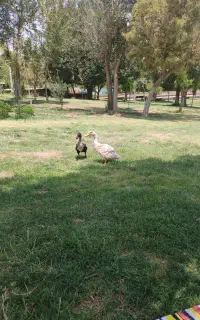 اردک