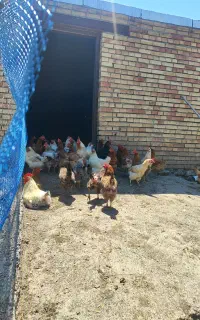 مرغ وخروس