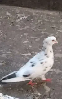 کبوتر گمشده