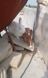 خرگوش