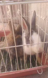 نر و ماده