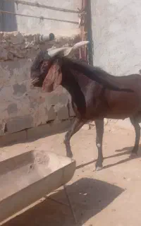 بز وپازن پاکشتانی