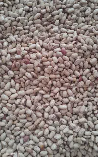 لوبیا چیتی امسالی خانببین