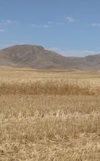 کاه گندم سفید درجه یک قیمت مناسب و عادلانه