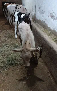 یک عدد گوساله نر شاروله شیری