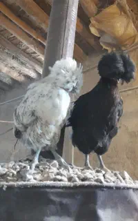 جوجه محلی گلپایگان و جهادی