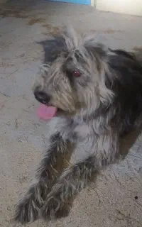 سگ پیدا شده مال هرکی هست بیادببره