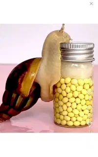 تخم (خاویار) (حلزون)