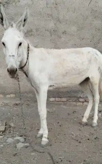 الاغ ماده