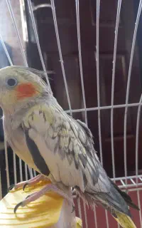 عروس هلندی دست آموز