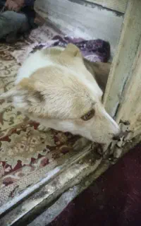 سگ اشپیتز