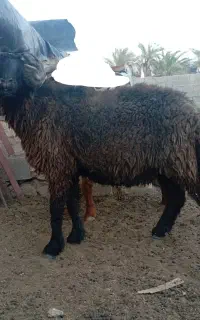 قوچ