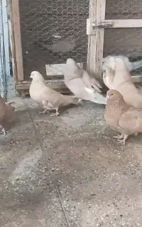 کبوتر