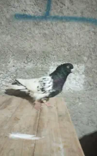 نر کله ای