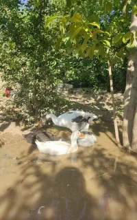 غاز و جوجه غاز